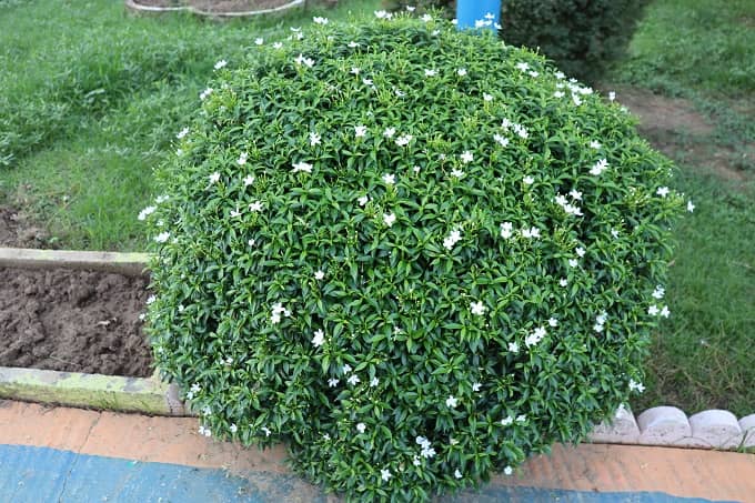 चांदनी प्लांट - Crepe Jasmine Beautiful Hedging Flower Plant In Hindi